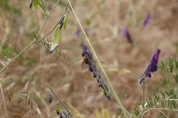Bee on flower