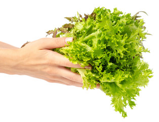 Bunch of lettuce leaves in hand on white background isolation