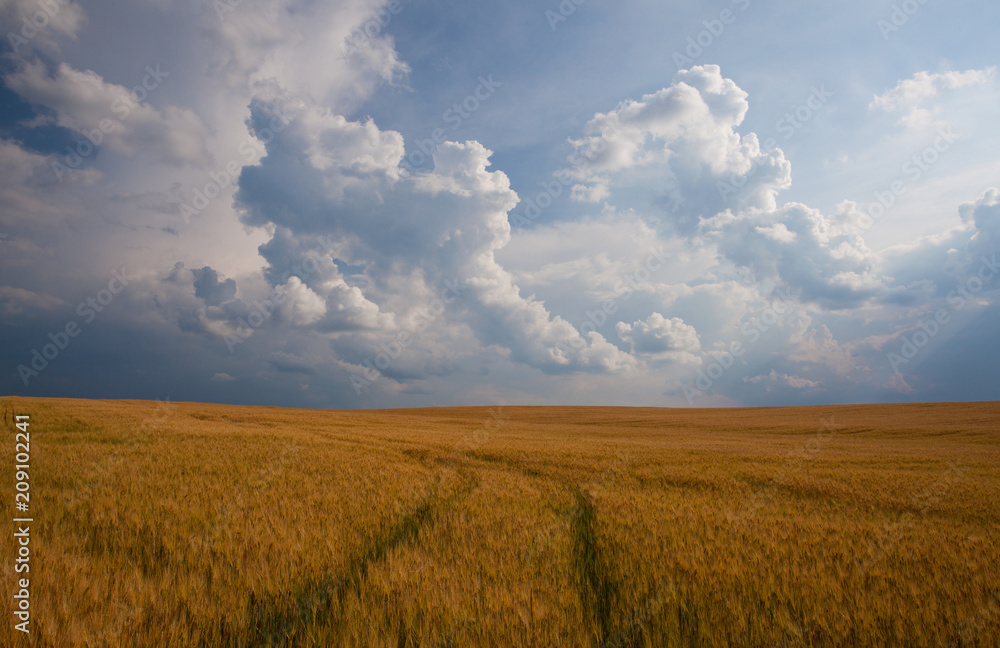 Wall mural summer landscape with wheat field and stormy clouds