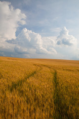 Obraz premium Summer landscape with wheat field and stormy clouds