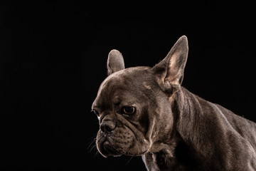 Black French Bulldog on black background