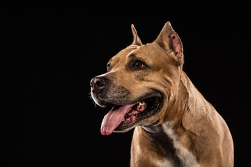 Pit bull dog portrait close-up in studio with black background
