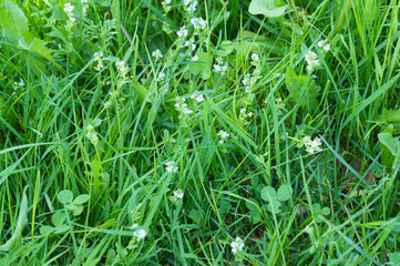 Green grass background