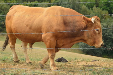 Magnificent Bull Grazing In Rebedul Meadows In Lugo. Animal Landscapes Nature. August 18, 2016. Rebedul Becerrea Lugo Galicia Spain.