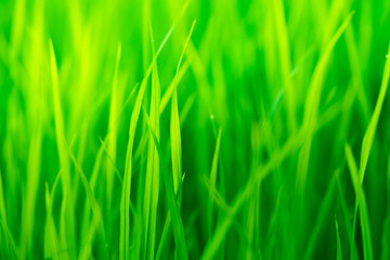 close up green grass for background design