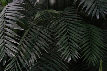 palm leaves background