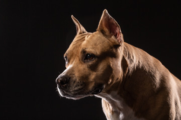 Pit bull dog portrait close-up in studio with black background