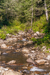 forest landscape creek in the forest on a summer day