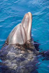 The yong Bottlenose dolphin is swimming in red sea