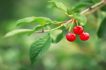 Sweet red cherry on tree, selective focus