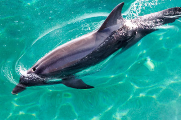 The yong Bottlenose dolphin is swimming in red sea