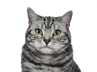 Head shot of handsome black silver tabby British Shorthair isolated on white background and looking at camera