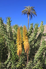 oasis mediterráneo almería 4M0A0859-f18
