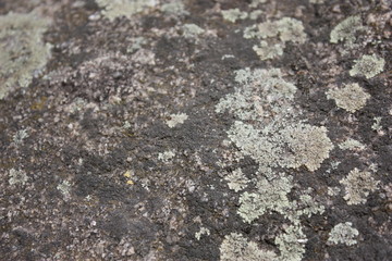 moss