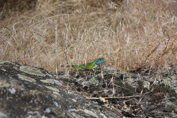 Blue lizzard