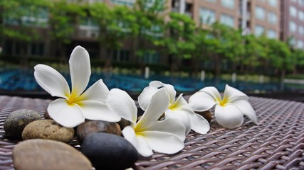 Fototapeta na wymiar Beautiful Plumeria flowers near swiming pool with building background.