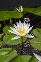 white water lily in pond close up