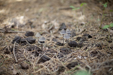 Mushrooms