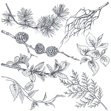 Set of hand drawn ink sketch spring branches