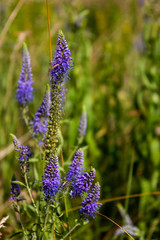 Veronica flowers blue. Wild medicinal plants. The flowers grow in the field.Blue Verónica flowers are covered with sunlight. Flower background.