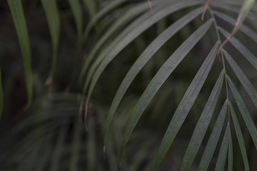 palm leaves background