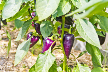 Eggplant hanging on a bush