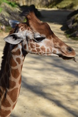 Girafe