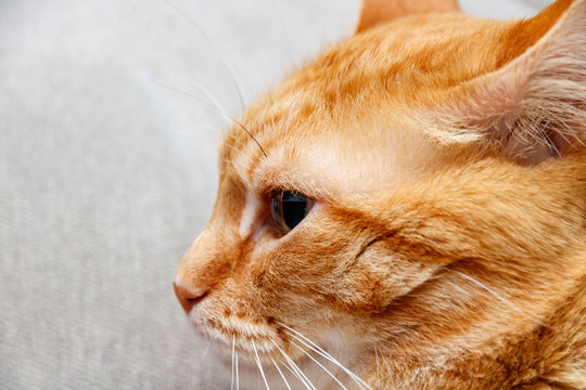Red cat close-up photo in profile