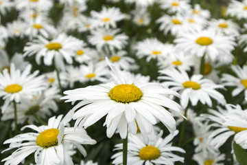 Glade of camomiles flowers