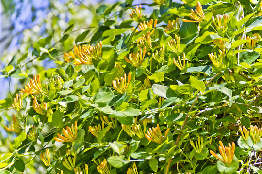 Flowers Of Yellow Honeysuckle