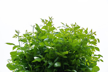 young green leaves of the tree crown on a white background isolate
