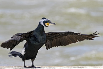 déploiement des ailes