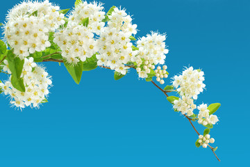 branch of blooming white spirea on a blue background. copy space for text or logo