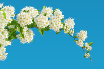 branch of blooming white spirea on a blue background. copy space for text or logo