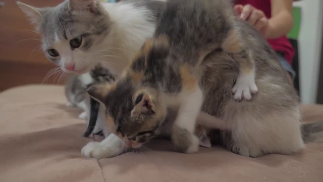 the cat licks the tongue of a small kitten slow motion video. cat mom and little kittens lie on the couch lifestyle. cat and kittens concept