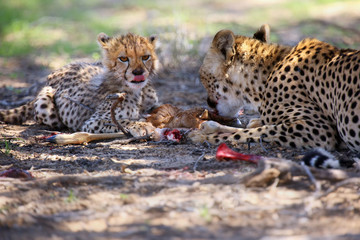 The cheetah cub (Acinonyx jubatus) and his mother are eating antelope. Cheetahs in the desert.