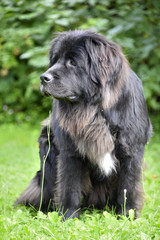 Fototapeta premium Terre-neuve (chienne)