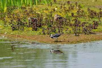 Reflection of a lapwing water bird 