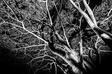 Leaf branches at night