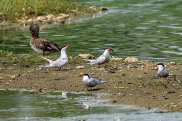 Common tern wild seabird struggling to eat a large fish