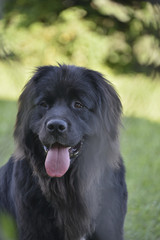 Fototapeta premium Terre-neuve (chienne)