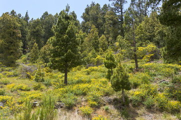 fantastische Wald Landschaft mit Ginster