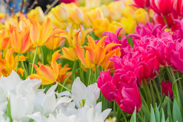 field of blooming colorful tulips, spring flowers in the garden