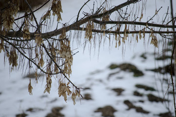 Dry Branches and Leaves