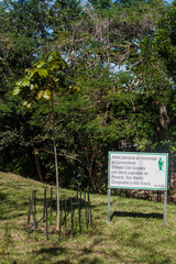 Tree planted as a homage of Che Guevara with a soil from Argentina in Santa Clara, Cuba