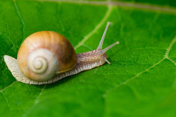  snail in the garden on green leaf