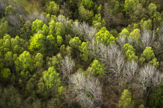 Forest seen from above with green and white trees