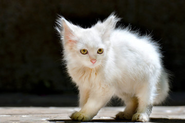 Naklejka na ściany i meble A small fluffy white cat looks around