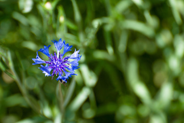 A blue flower grows in a field among the green grass