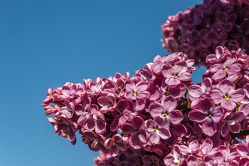 Violet lilac flowers as a background. Close-up.